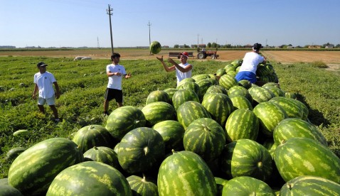 Agricoltura-cocomeri