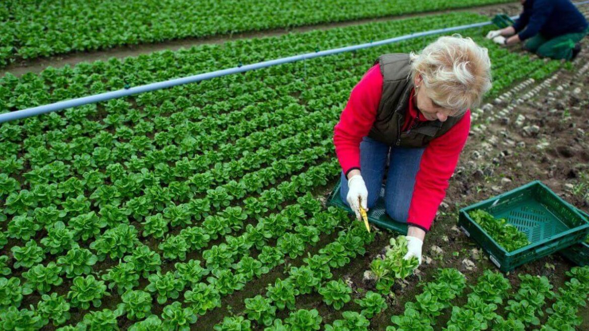 Coronavirus, bonus Inps per 650mila coltivatori