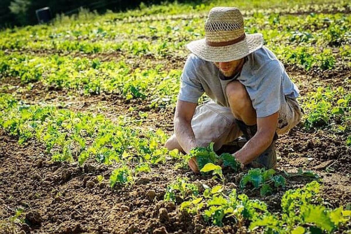 77 (2) Coronavirus, 1/4 dei raccolti a rischio senza stagionali