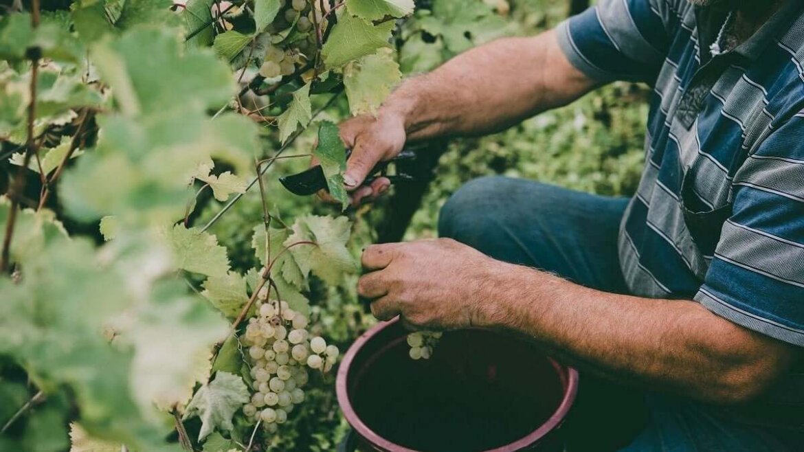 Coronavirus, a rischio 1,3 milioni di posti di lavoro nel settore vitivinicolo