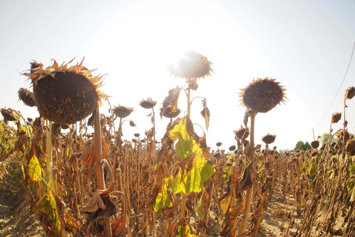 Coldiretti: “Il clima pazzo pesa sull’agricoltura”