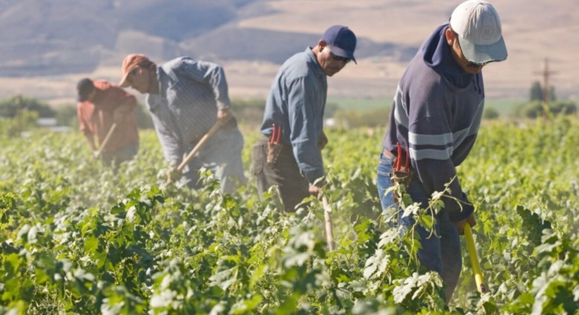 Braccianti-agricoli Coronavirus, Flai Cgil: “Braccianti nei campi ancora a rischio contagio”