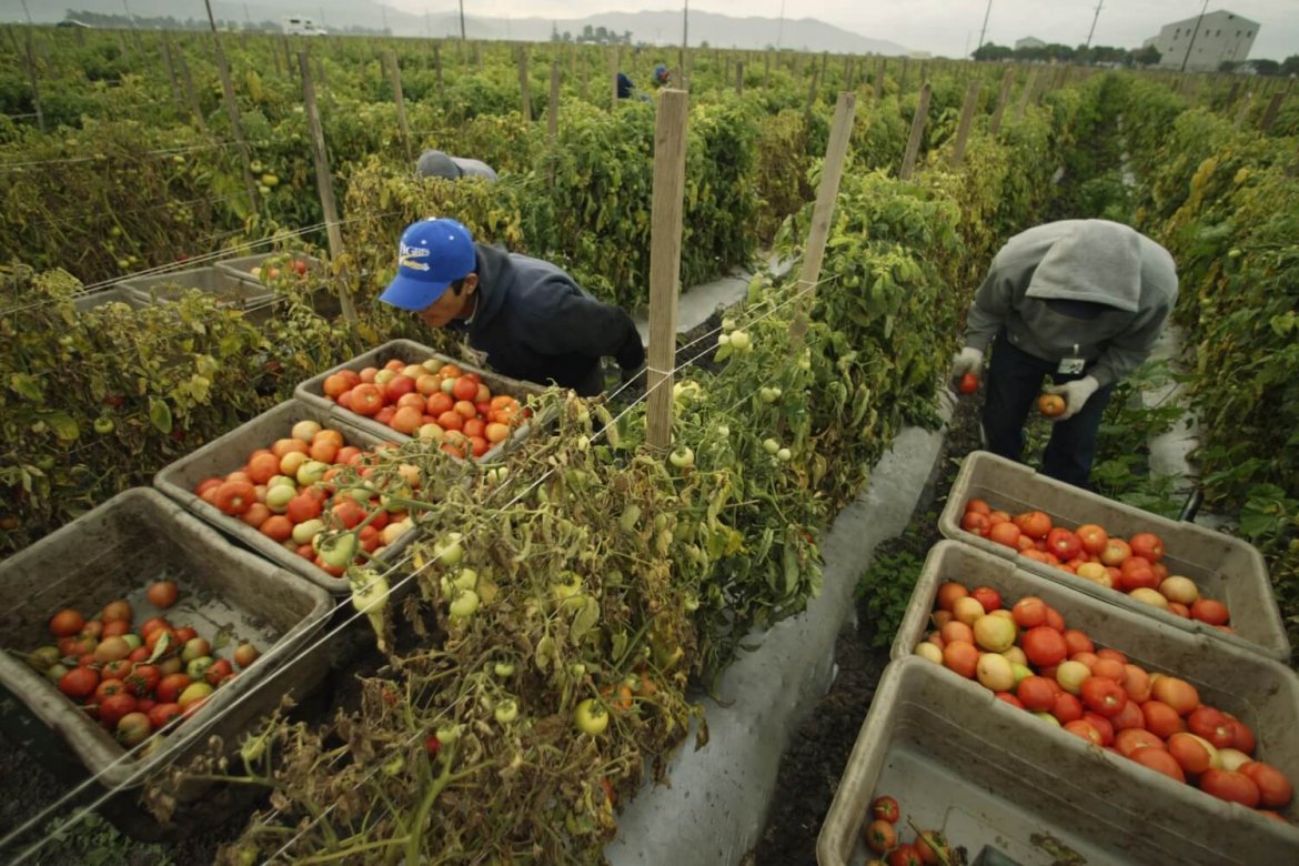 Persone a lavoro nei campi per la raccolta di pomodori