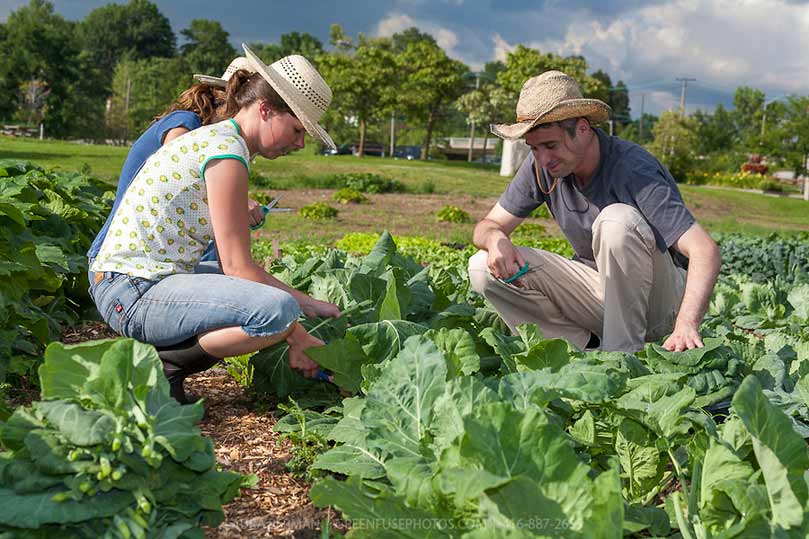 Persone a lavoro in un campo