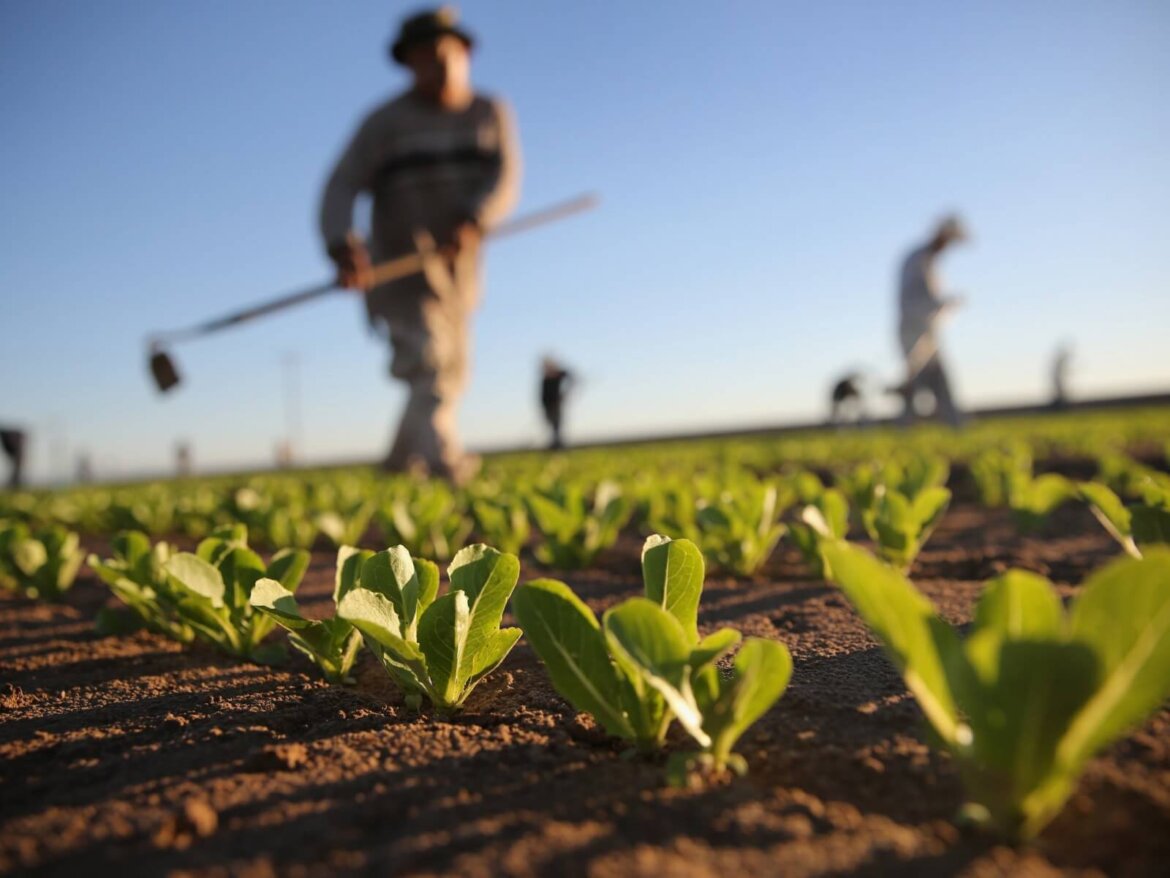 Uomo a lavoro in un campo di verdure