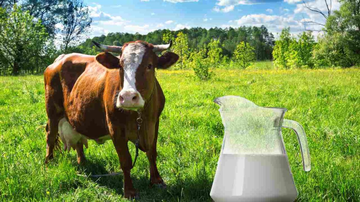 Una mucca al pascolo con caraffa di latte affianco