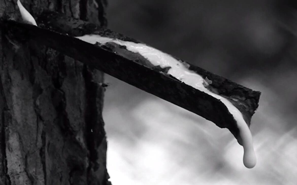 Da albero a pneumatico, Pirelli e il viaggio della gomma