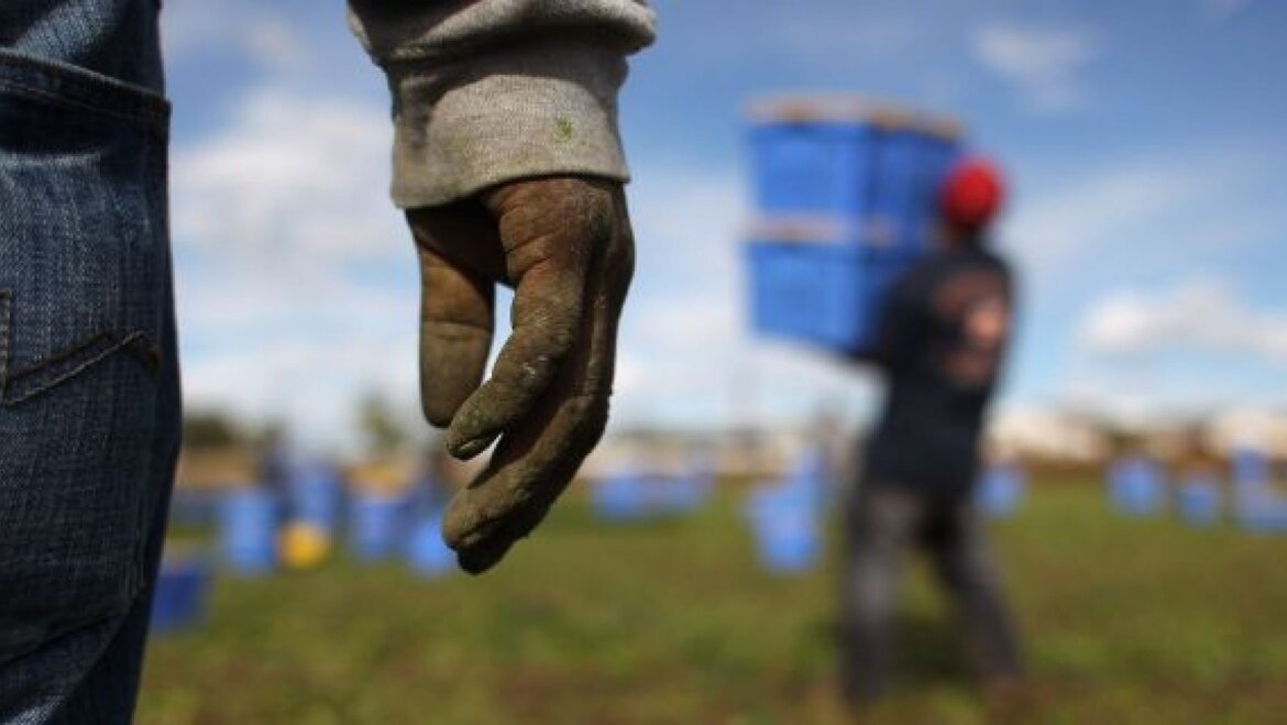 Rifugiati e lavoro Immigrati a lavoro