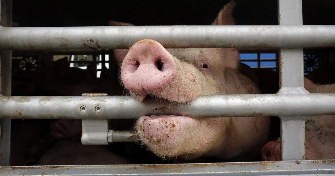 Trasporto animali vivi: Ministero Salute disciplina il periodo transitorio