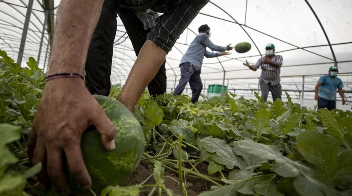 Uomo al lavoro per mantenimento piantagione