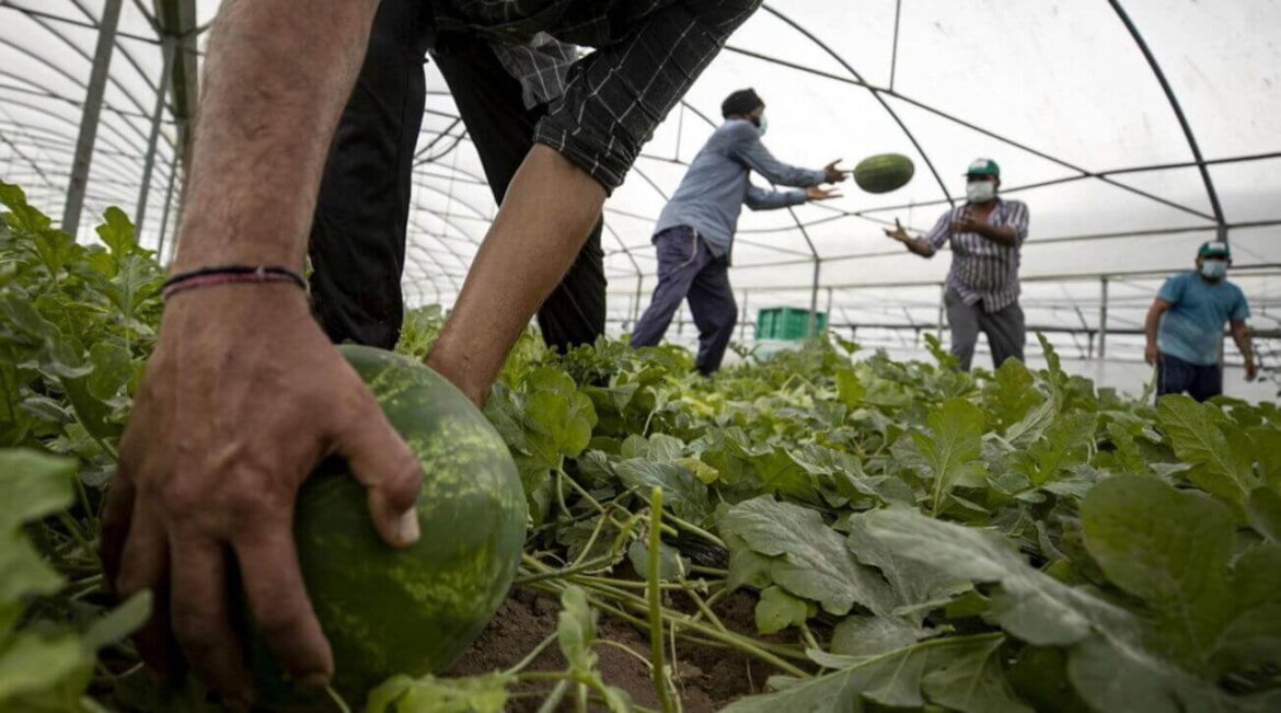 Uomo al lavoro nei campi in una foto