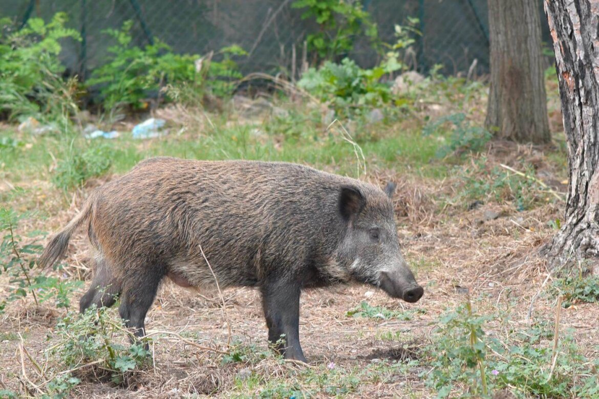 Coronavirus: nei campi più cinghiali che lavoratori, sos raccolti