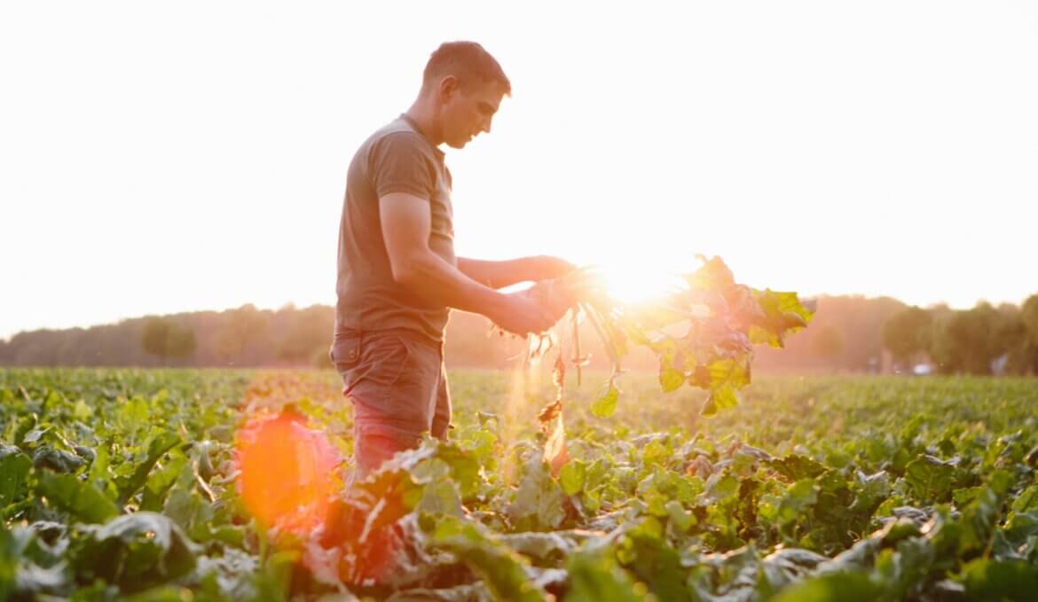 Giovane nei campi al lavoro