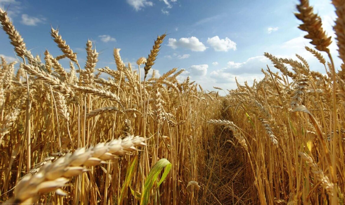 grano Confagricoltura: Grano duro, nel 2024 attese in Italia 3,5 mln di tonnellate (-8%). Previsioni al rialzo nei Paesi extra UE, Canada (+40%)