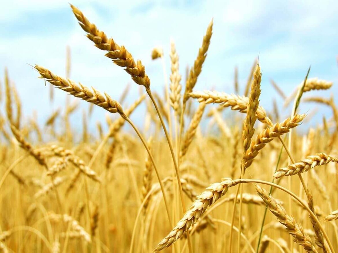 Spighe di grano in un campo