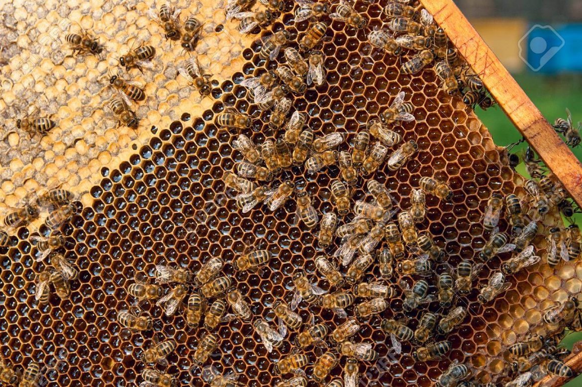 Il clima dimezza il miele italiano, 1 vaso su 2 straniero