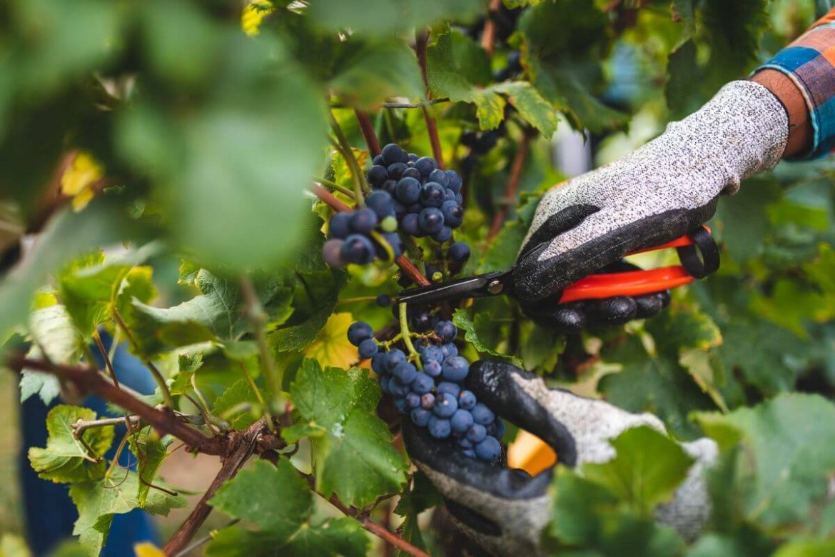 Maltempo, Coldiretti: vendemmia chiude con addio a 1 bottiglia su 5