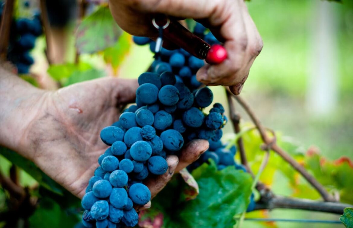 vendemmia persona con in mano uva